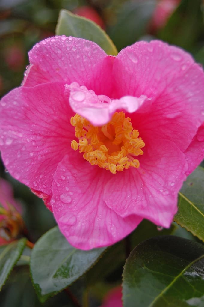 Camellia x williamsii
