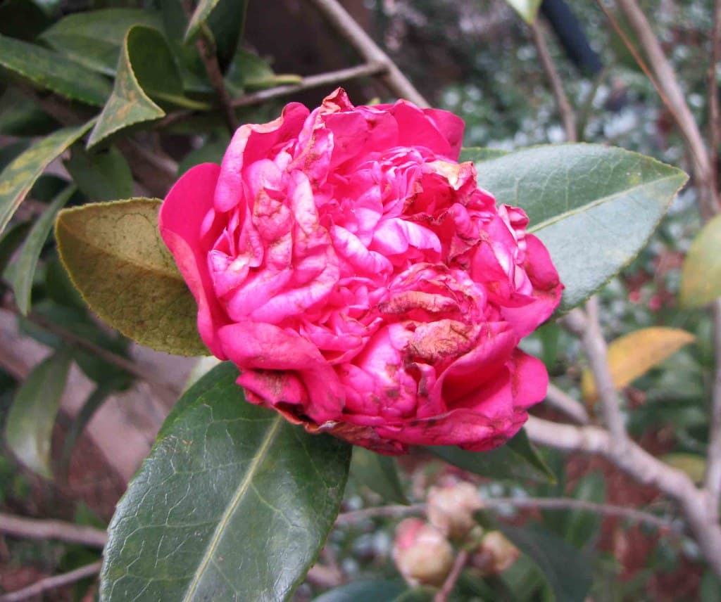 Camellia × williamsii