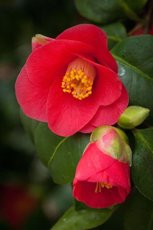 Camellia japonica 'Rubra'