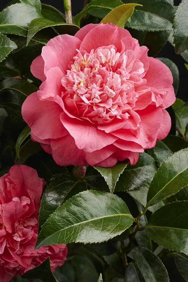 Kumasaka Red Camellia