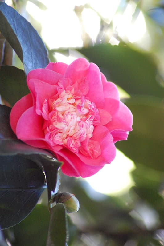 Elegans Supreme Camellia