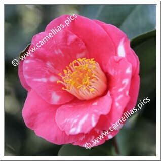 Camellia japonica 'H. A. Downing'