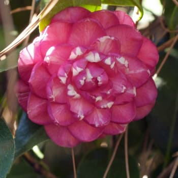 Camellia japonica 'Rena Swick'