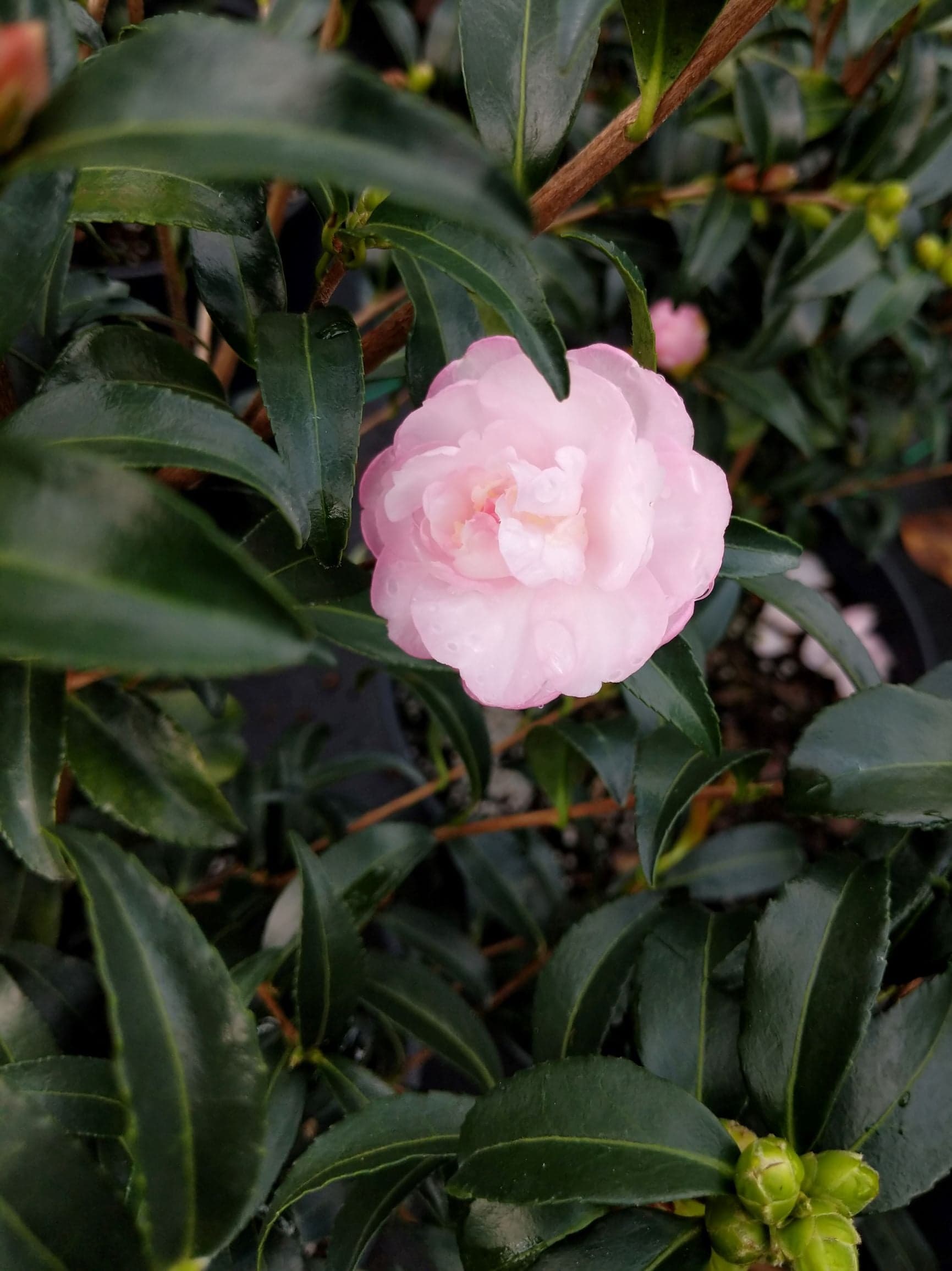 Camellia sasanqua 'Early Autumn'