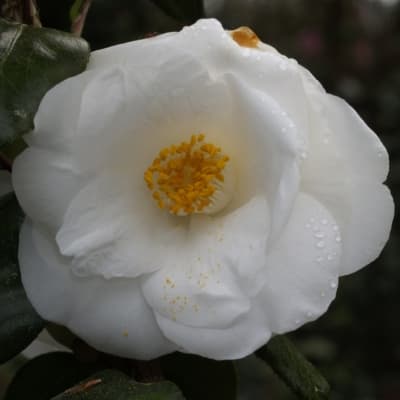 Camellia japonica 'Frost Queen'