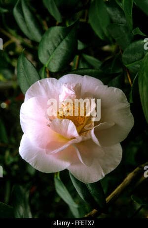 Mrs. D.W. Davis Variegated