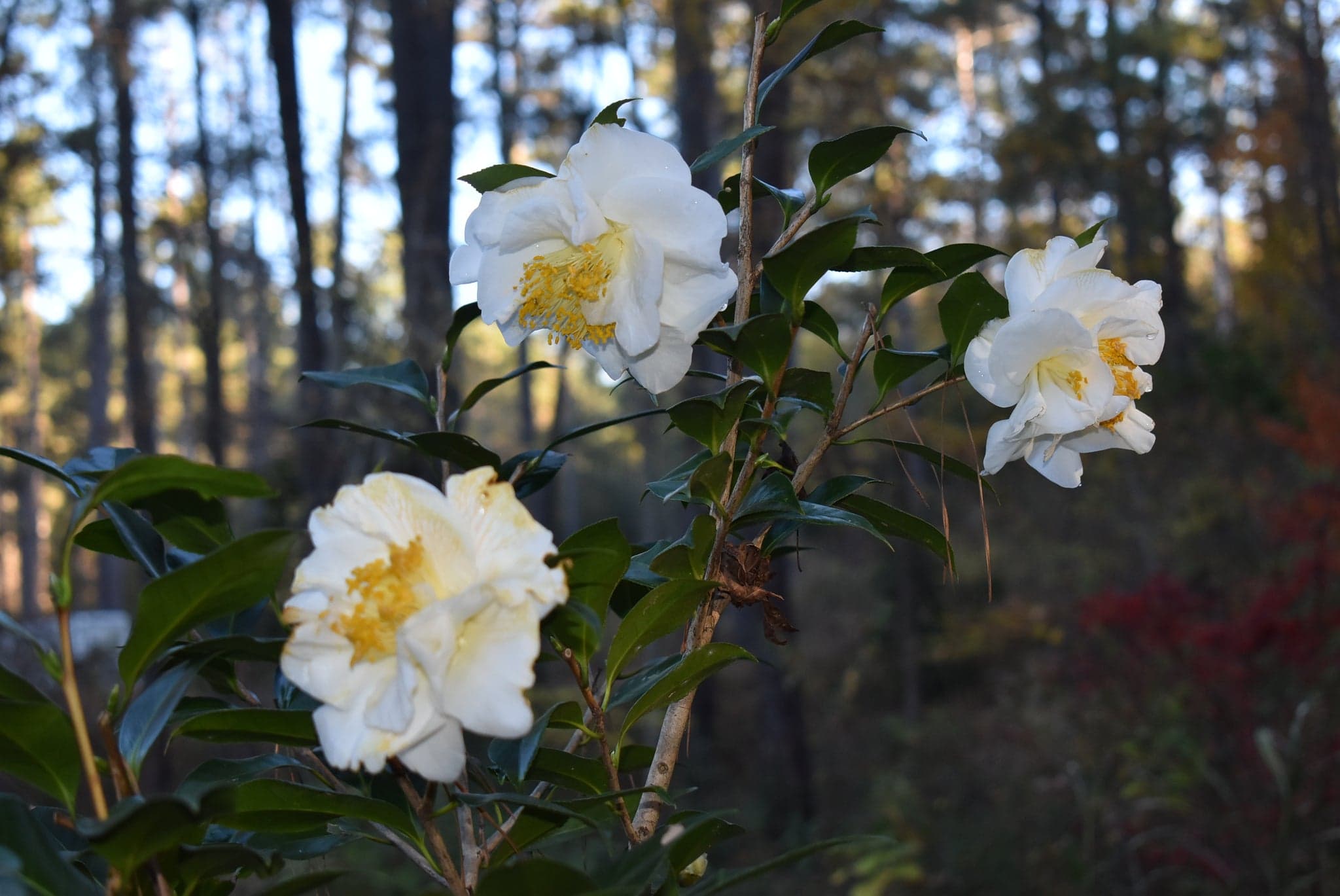 Camellia japonica 'White Empress'