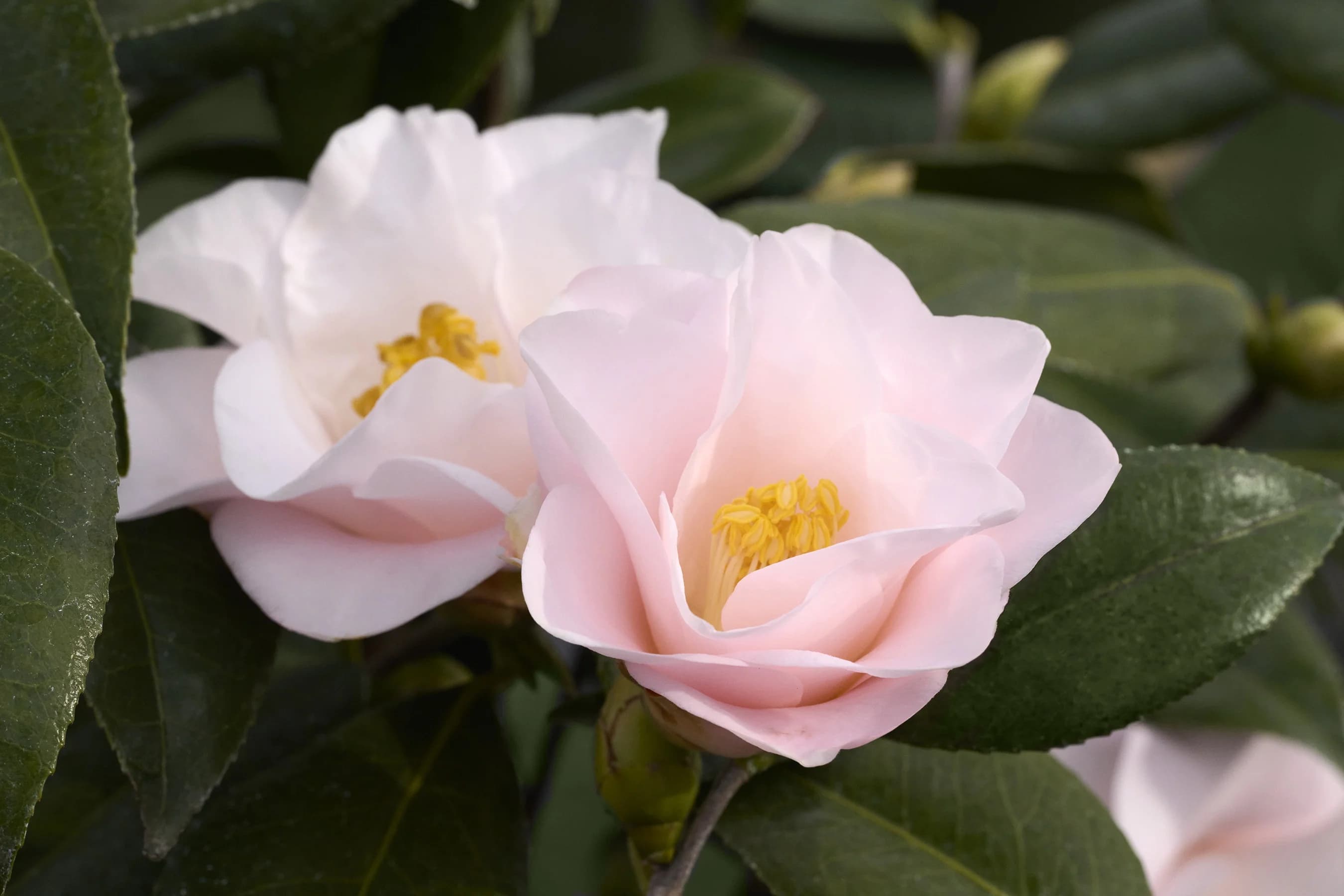 Kalmiaeflora Camellia