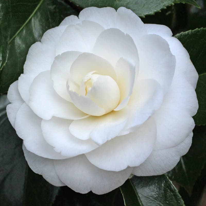 Camellia japonica 'Joshua Youtz Variegated'