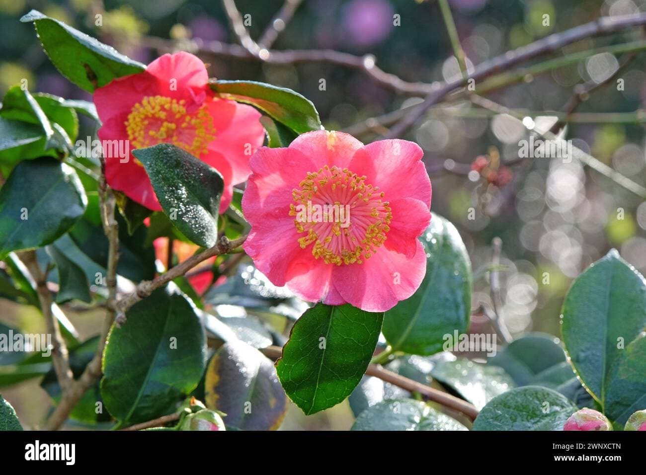 Camellia japonica 'Hiodoshi'