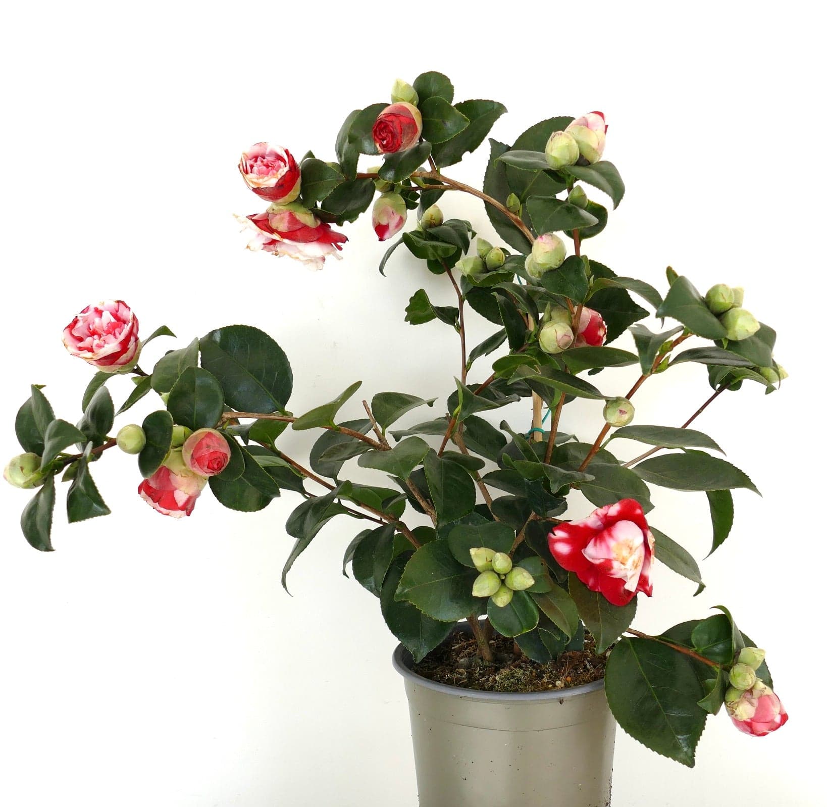 Camellia japonica 'General Coletti'