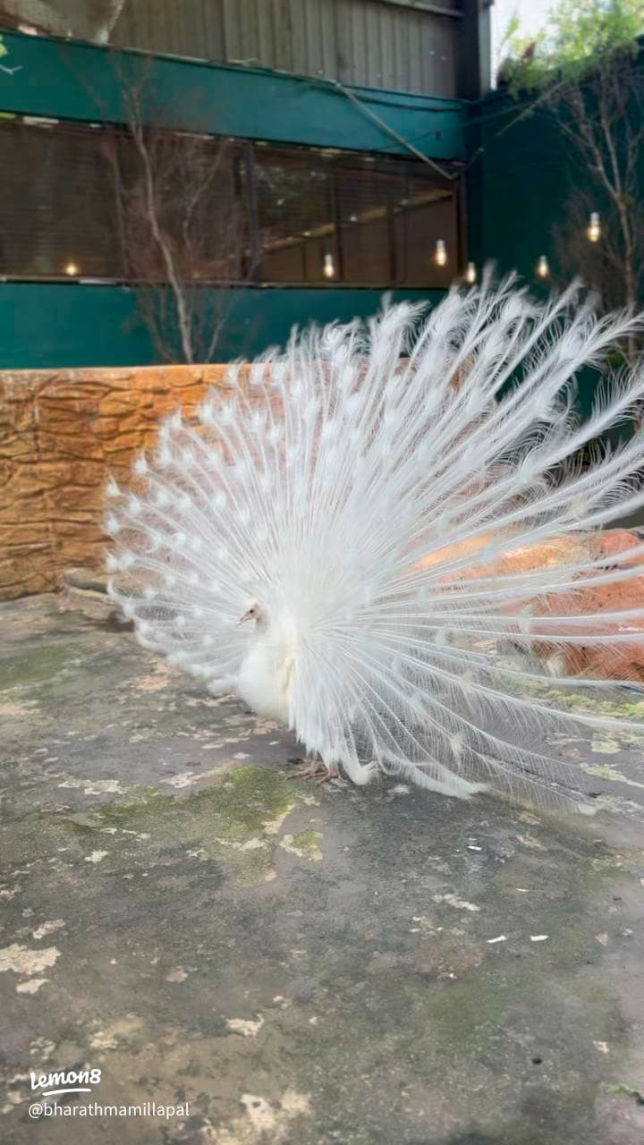 White Peacock