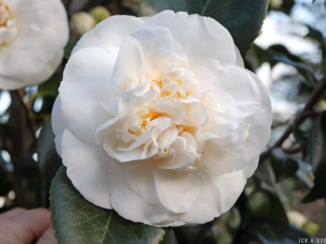 Elizabeth Dowd Silver