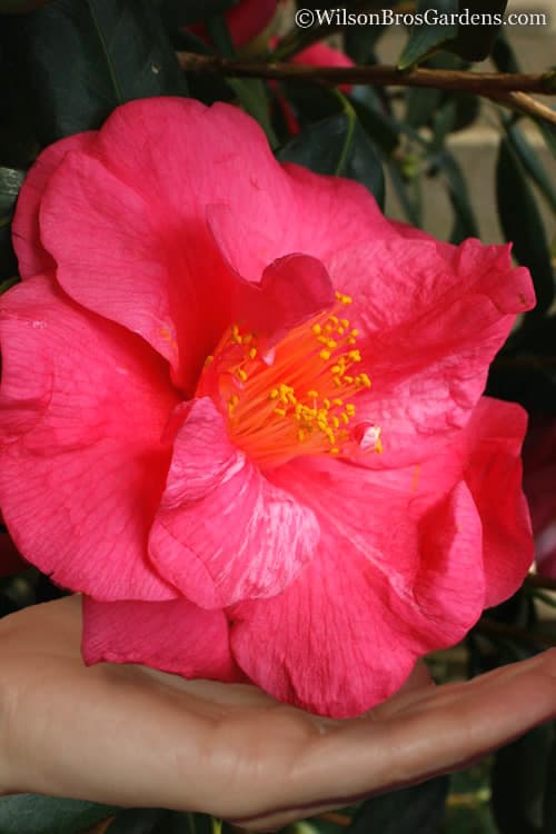 Drama Girl Pink Camellia