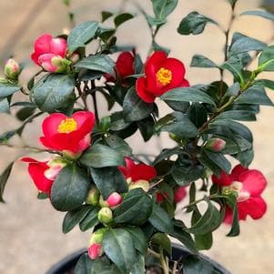Camellia japonica 'Fire 'n Ice'