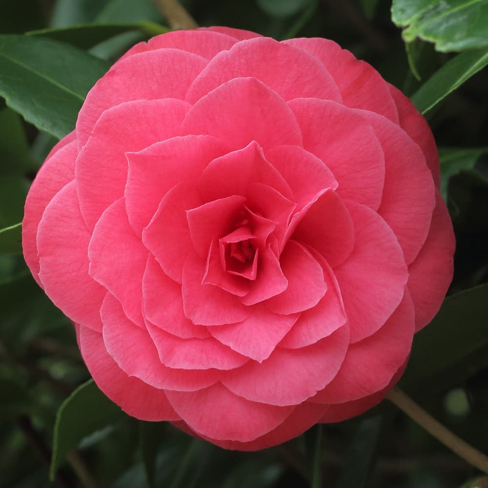 Camellia japonica 'Catherine Cathcart'