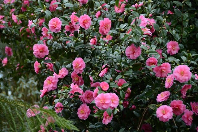 Camellia japonica 'Inspiration'