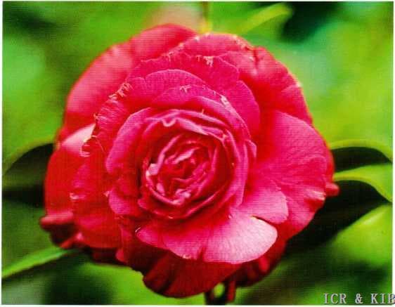 Camellia japonica 'Gypsy Rose'