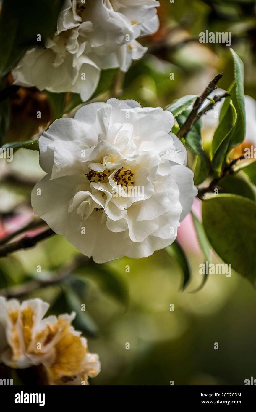 Camellia japonica 'Frizzle White'