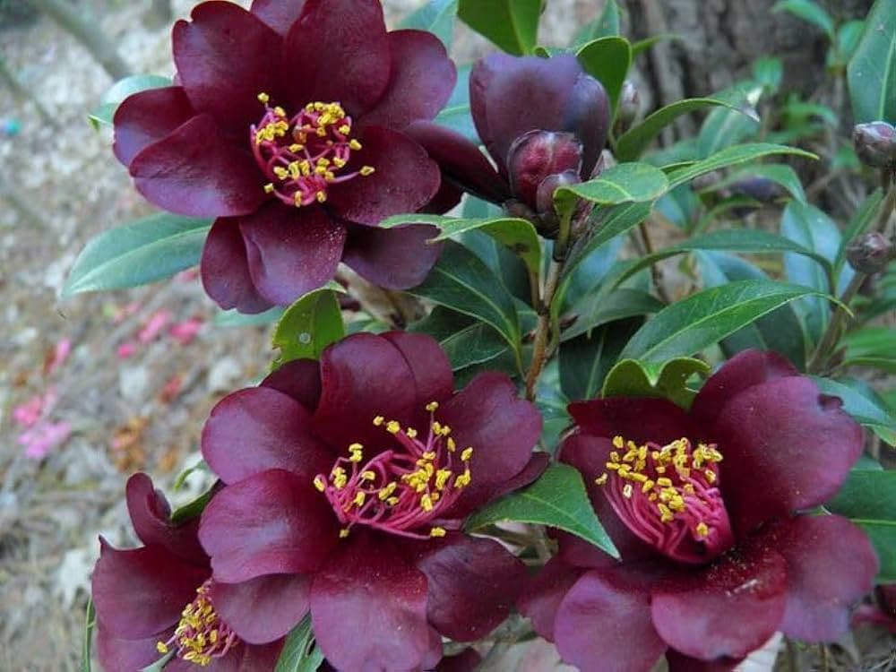 Camellia japonica 'Burgundy Queen'