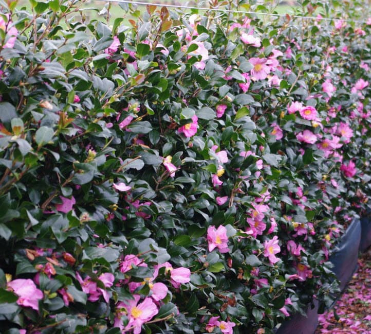 Camellia sasanqua 'Tanya'