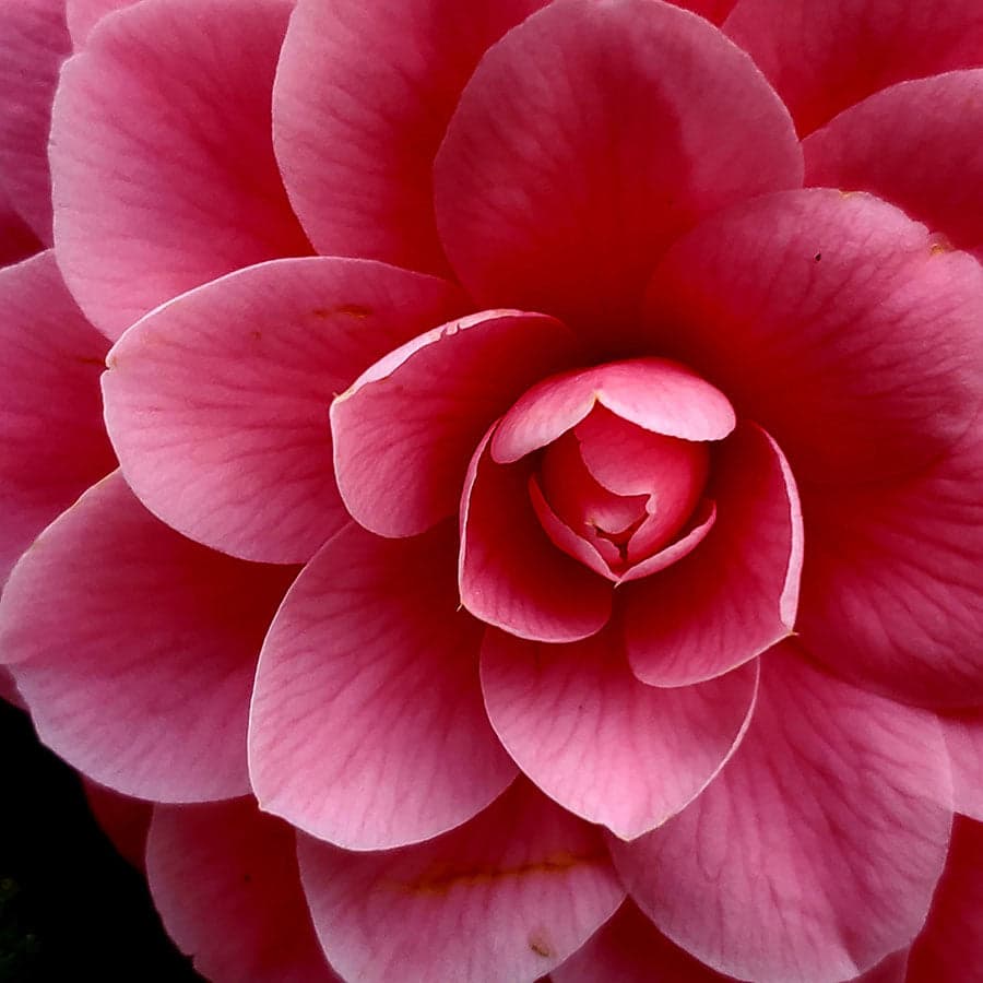 Camellia japonica 'Cindy Tuttle'