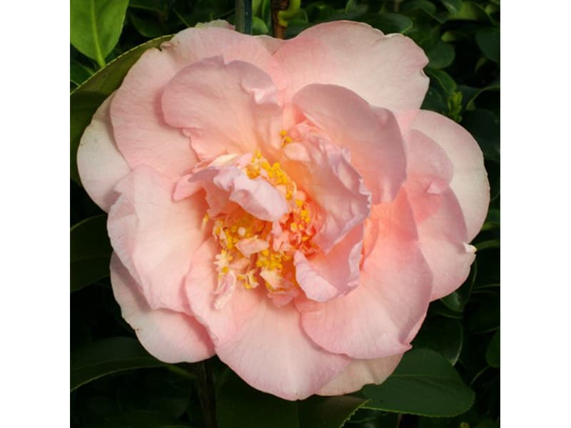 Nuccio's Pink Lace Variegated