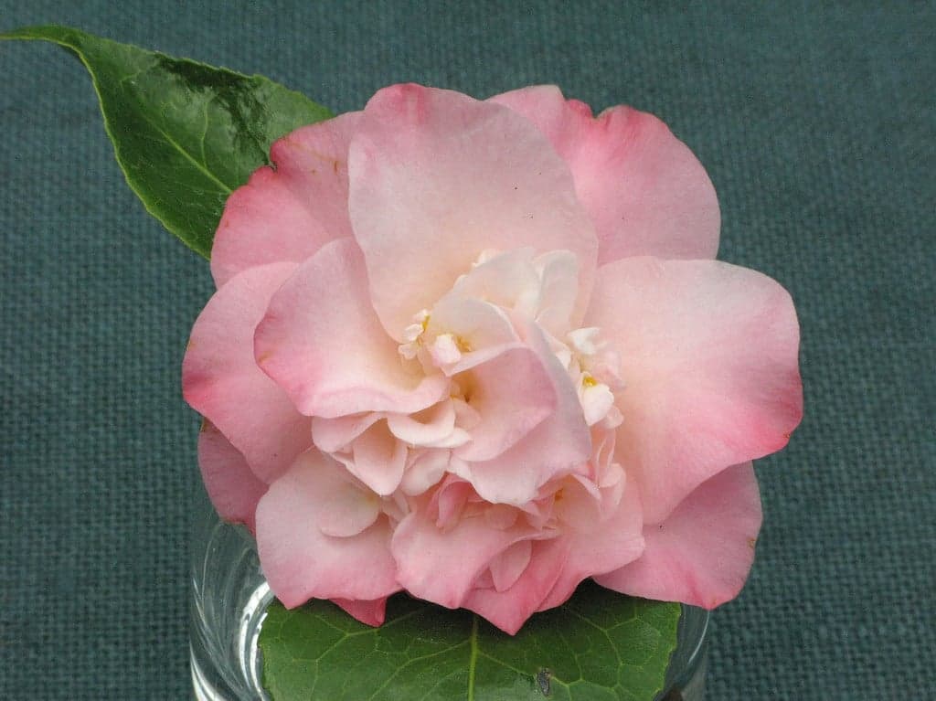 Camellia japonica 'Ballet Dancer'