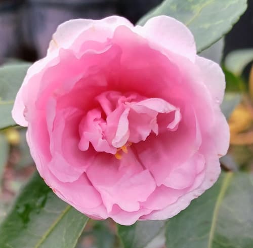 Camellia sasanqua 'Jean May Pink'