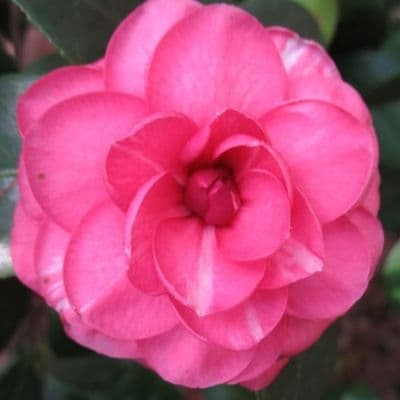 Deuil de Prince Eugene Napoleon