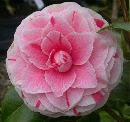 Camellia japonica 'Bonomiana Nova'
