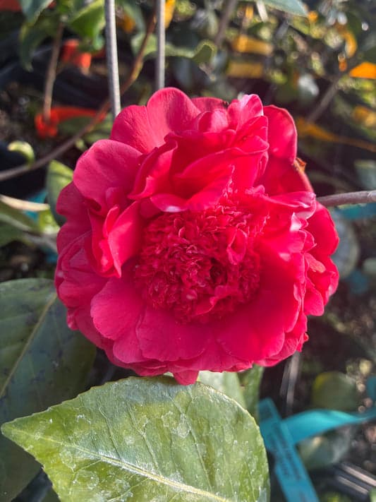 Camellia japonica 'Conflagration'