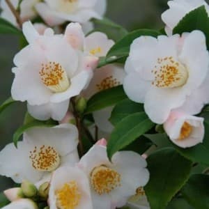 Cinnamon Scentsation