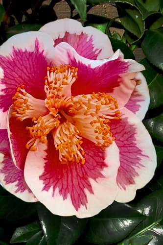 Kumasaka Variegated Camellia