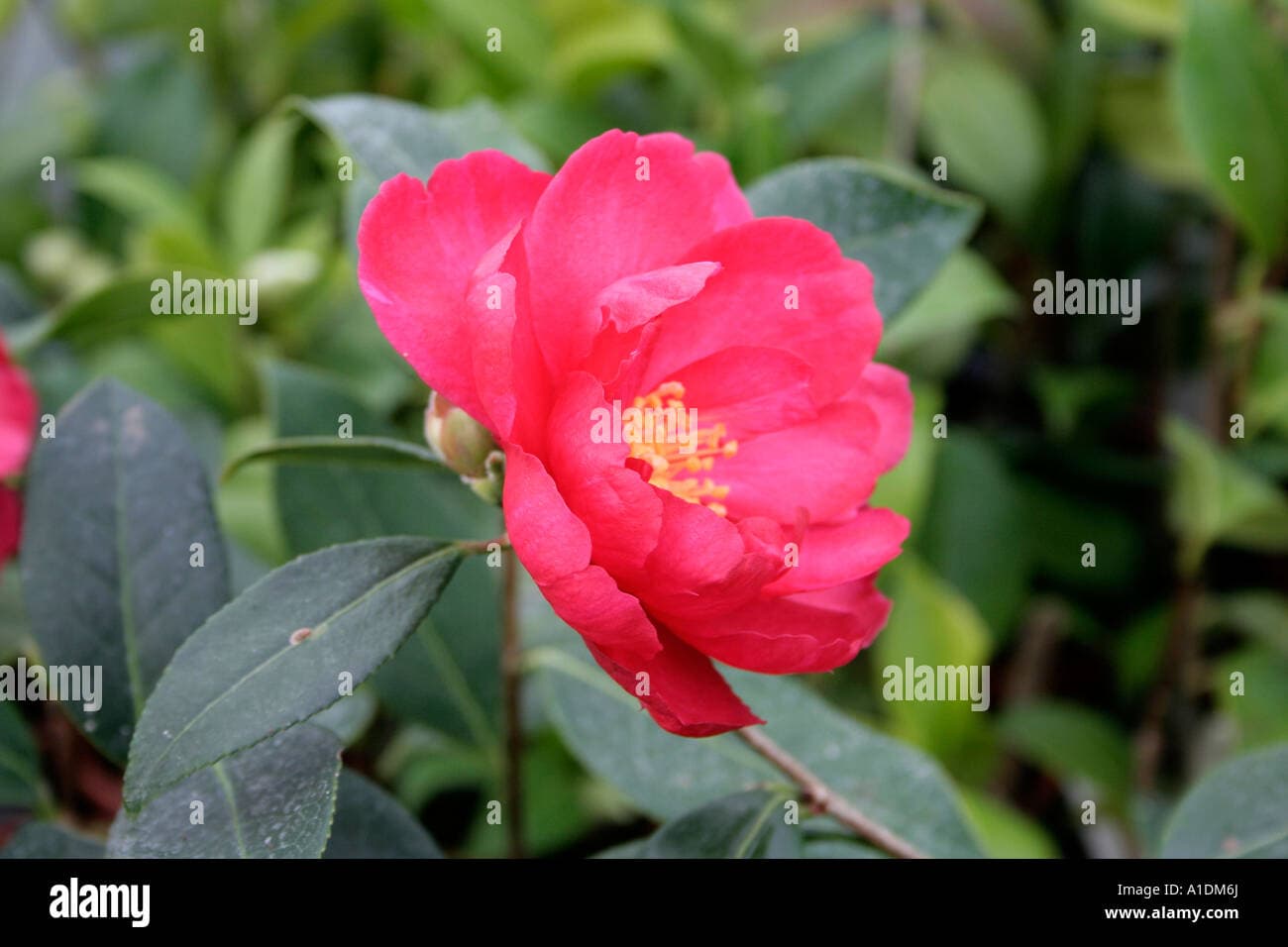 Camellia japonica 'Christmas Candles'