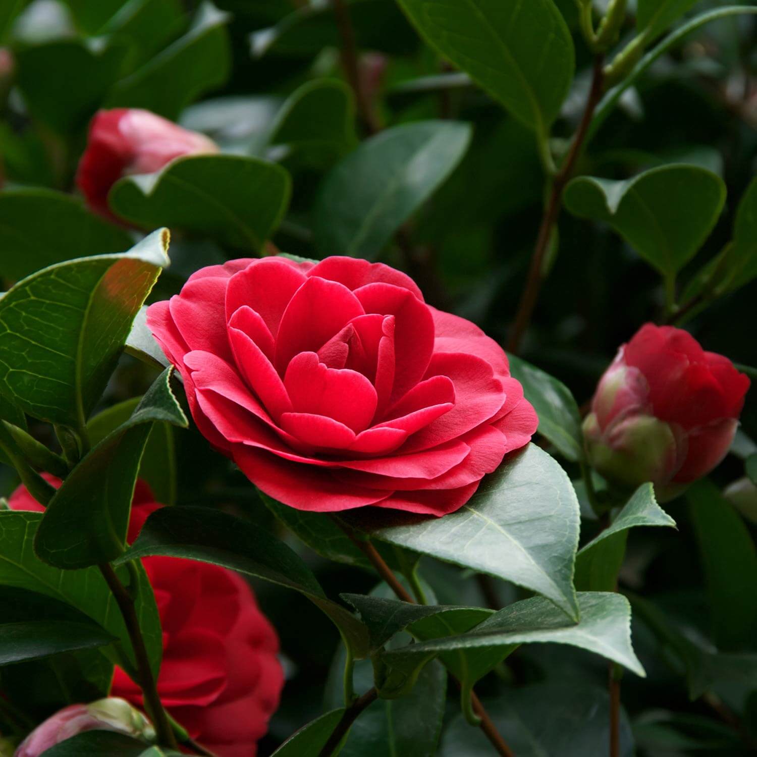 Colonel Firey Variegated Camellia