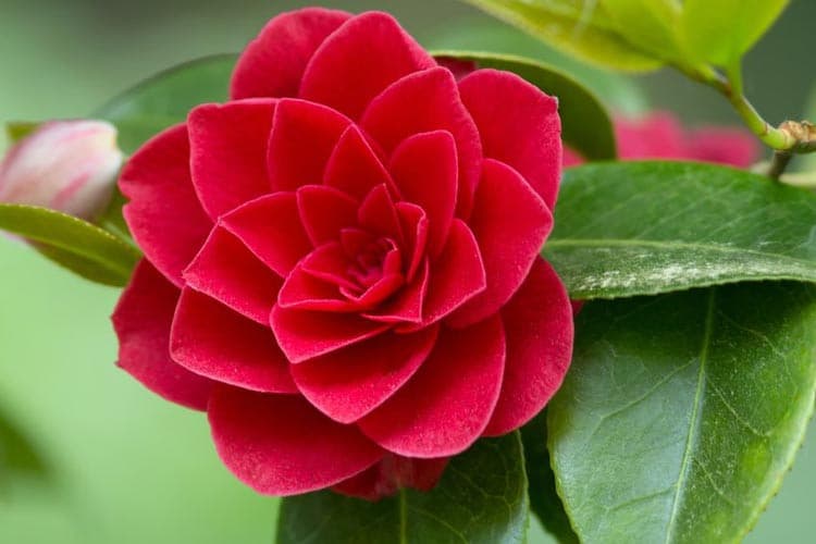 Camellia japonica 'Brushfire'