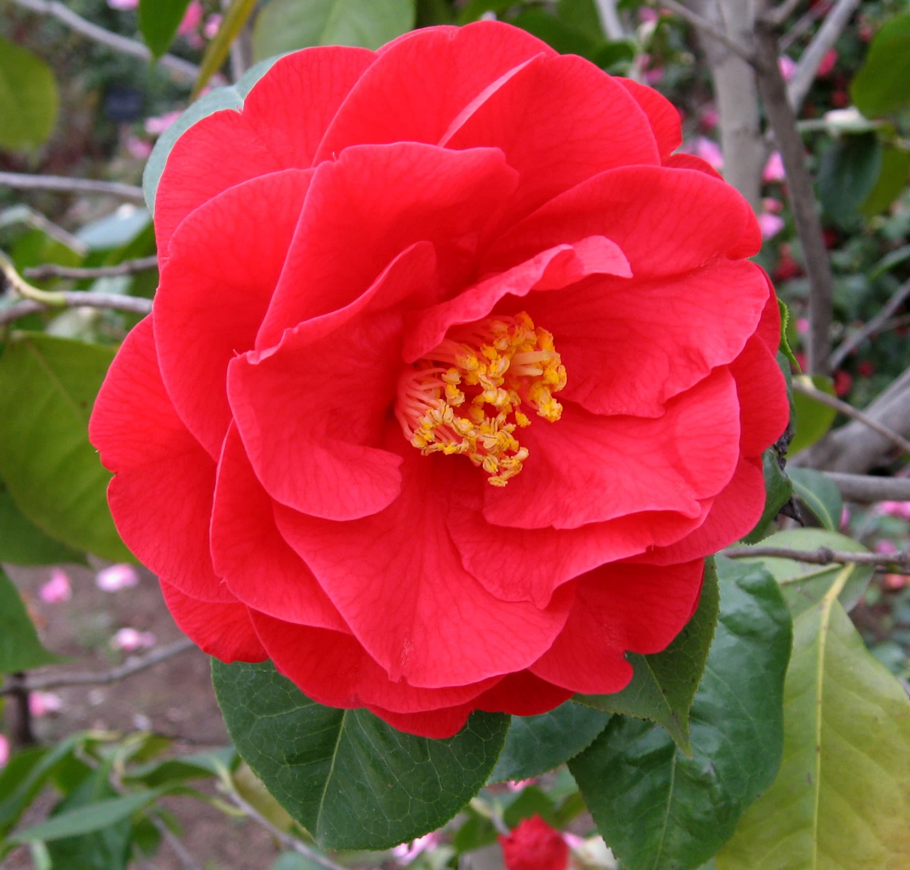 Camellia 'Dr. Clifford Parks'