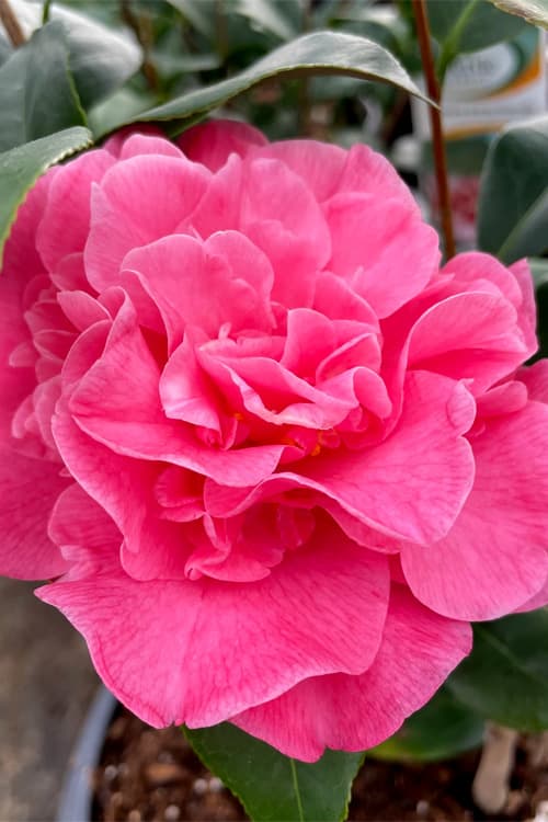 Camellia japonica 'Marie May'