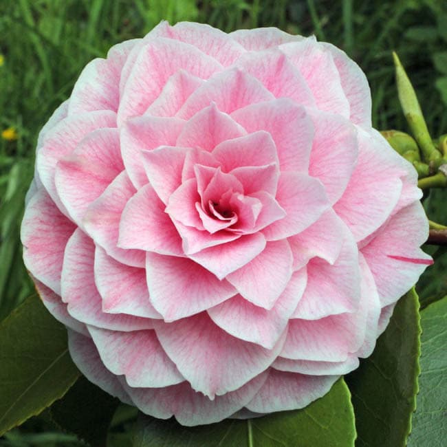 Camellia japonica 'Bonomiana'
