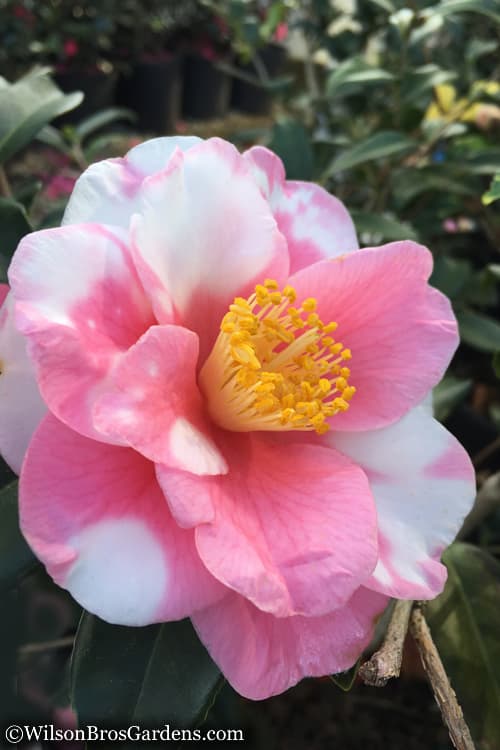 Shibori Egao Camellia