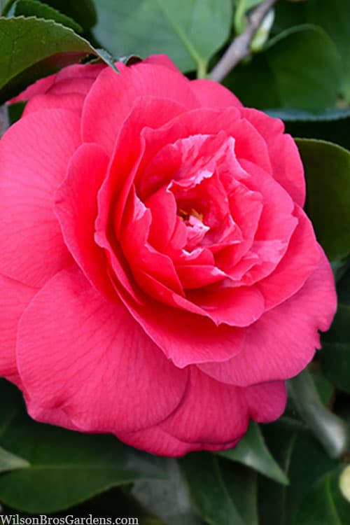 Camellia japonica 'Rose Dawn'