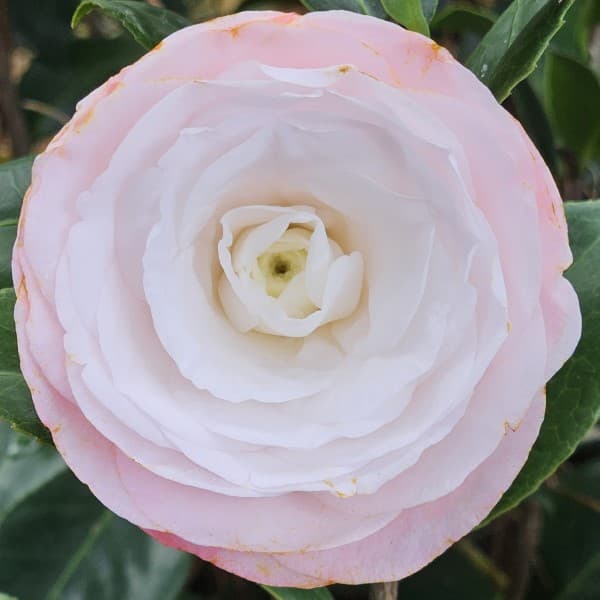 Desire Variegated Camellia