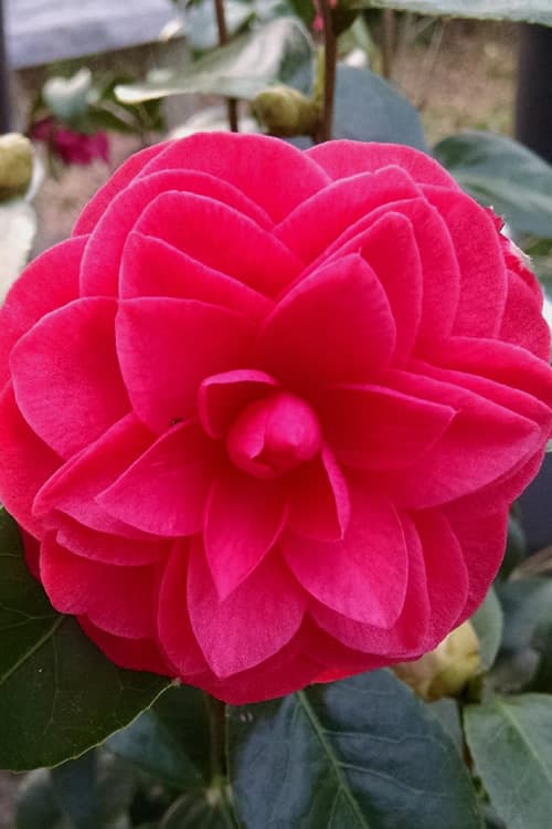 Glen 40 Improved Camellia