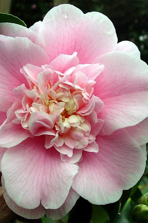 C. M. Wilson Pink Camellia