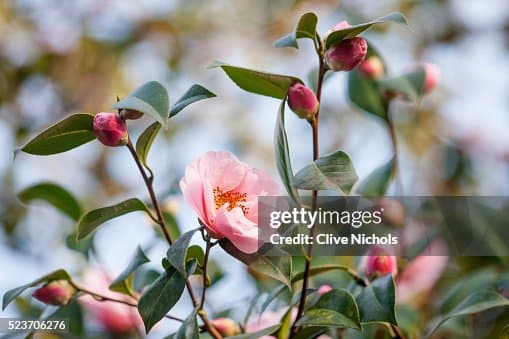 Camellia reticulata 'Buddha'