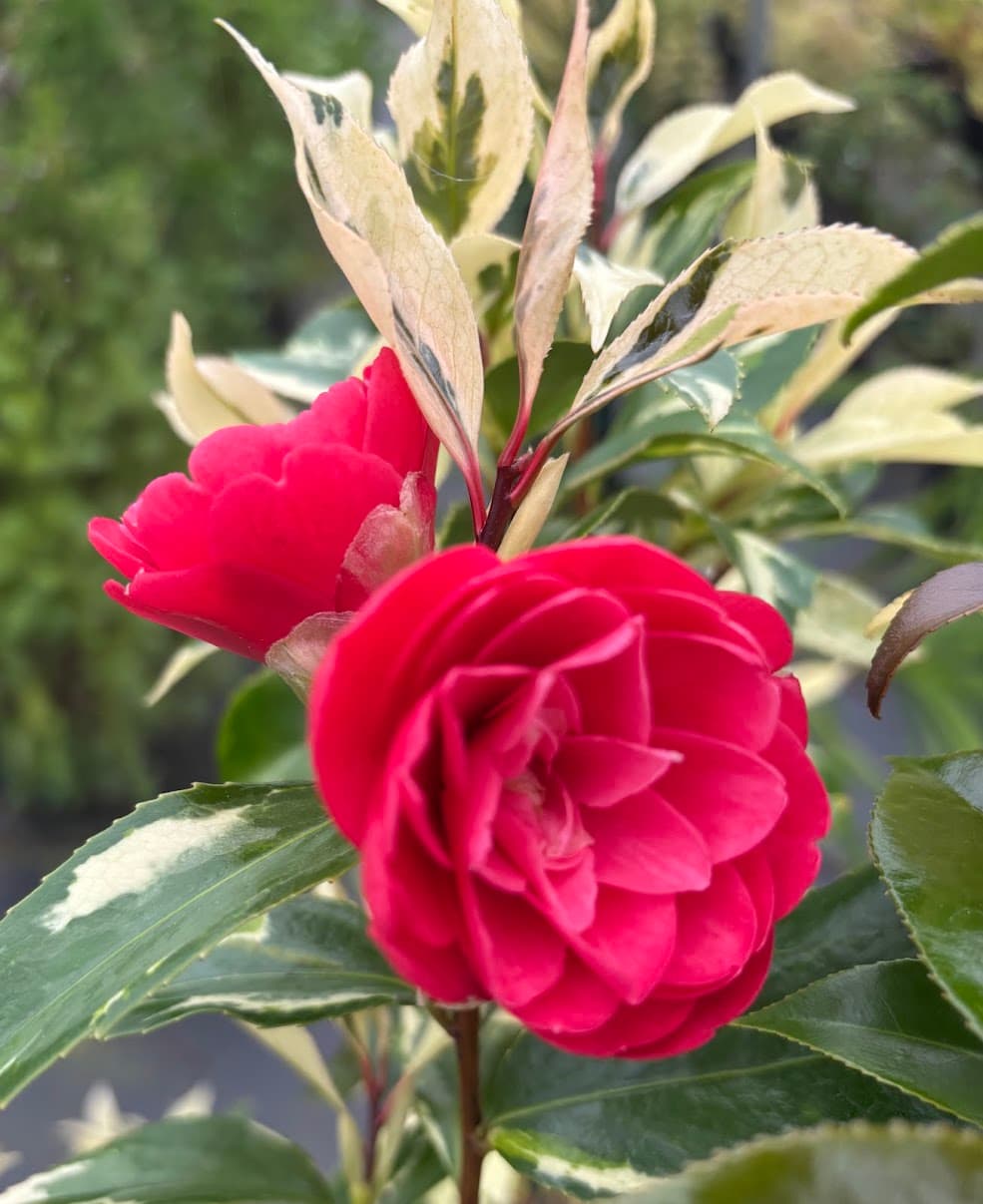Camellia japonica 'Chin Chin'