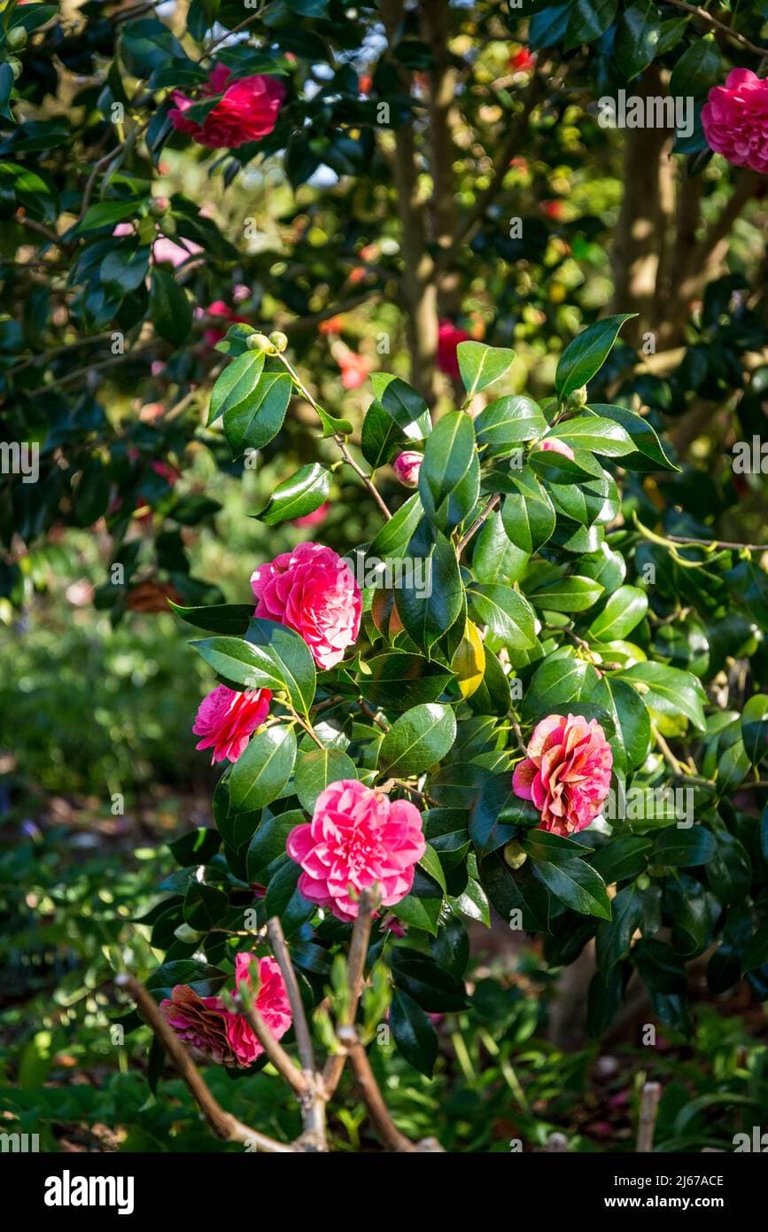 Camellia japonica 'Baronne Leguay'