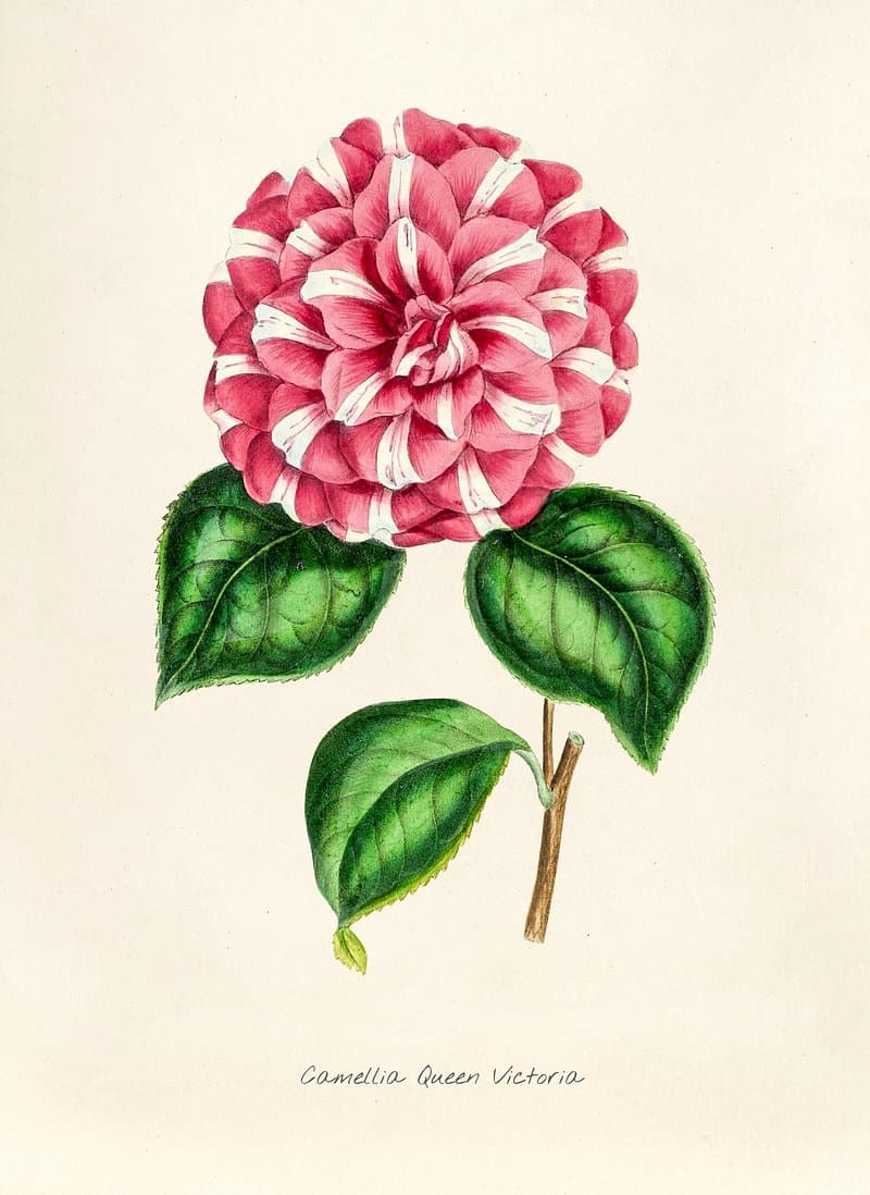 Camellia Queen Victoria