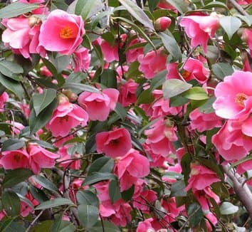 Camellia japonica 'Tuxedo'